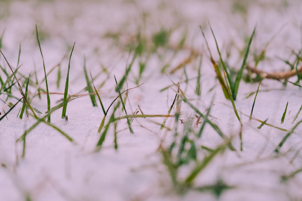 green grass on white sand