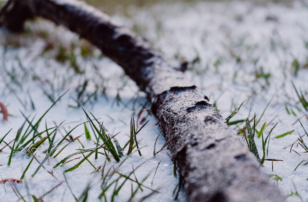 brown tree trunk on snow covered ground