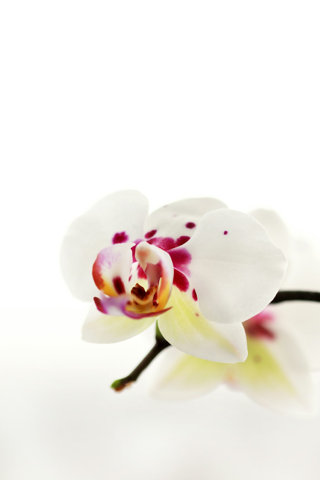 white and purple moth orchids in bloom