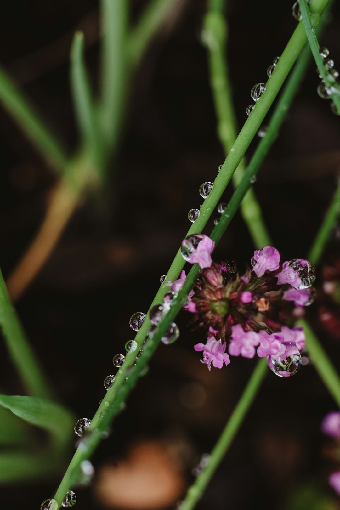 purple flower in tilt shift lens