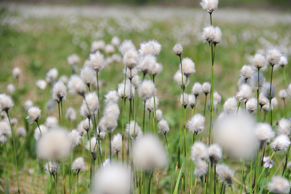 white dandelion in close up photography