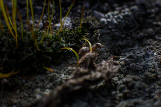 A detailed crawler carefully navigating a rocky trail with moss and leaves.