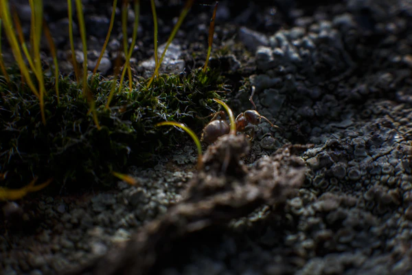 A detailed crawler carefully navigating a rocky trail with moss and leaves.