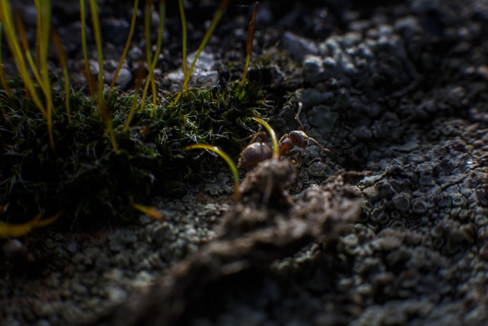 green grass in close up photography