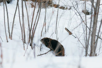 Close-up of a beaver trap set in a forest environment.