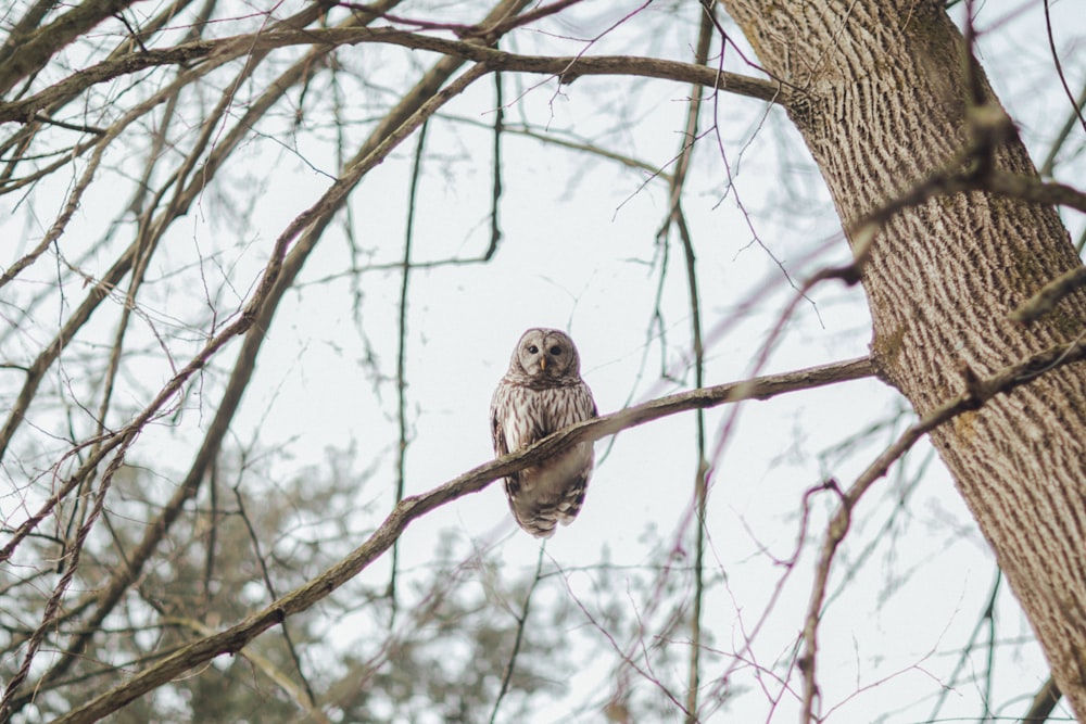 brown owl on brown tree branch during daytime