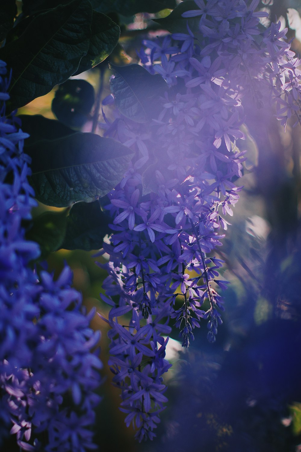 purple flowers with green leaves