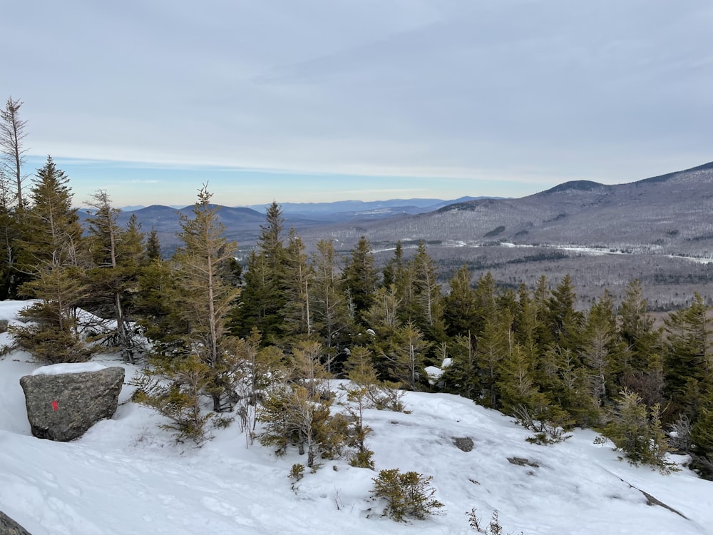 green pine trees on snow covered ground during daytime