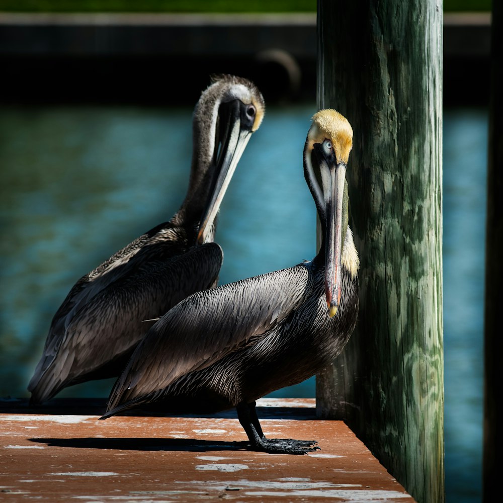 black pelican on brown wooden table