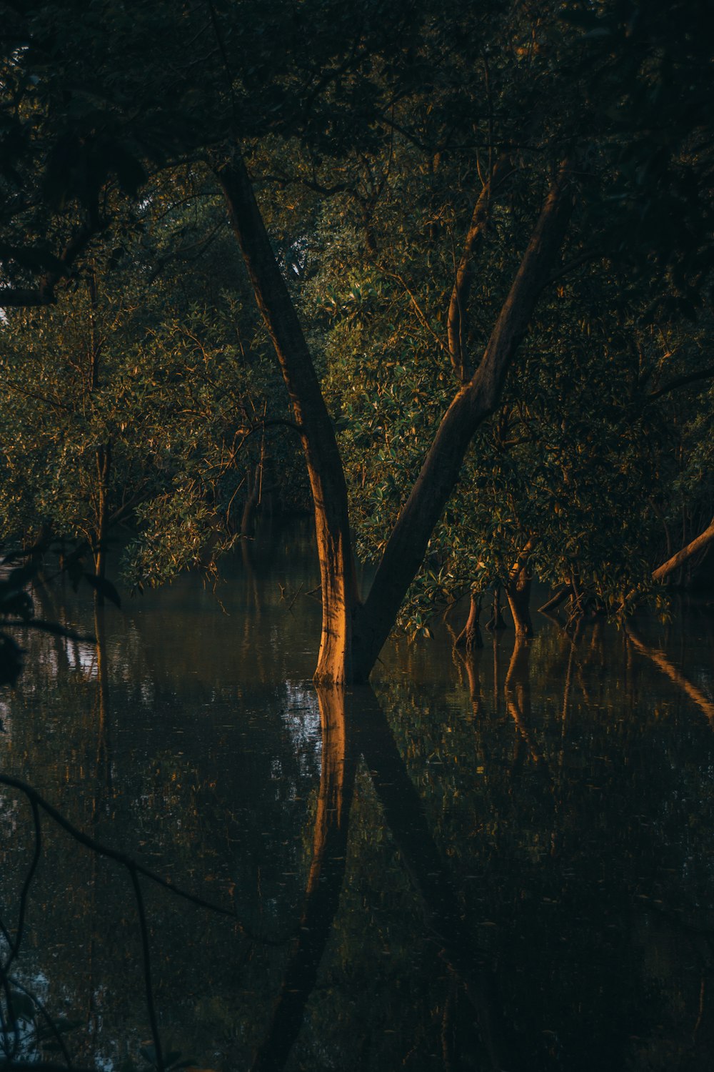 brown tree near body of water during daytime