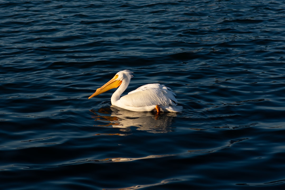 white pelican on blue sea during daytime