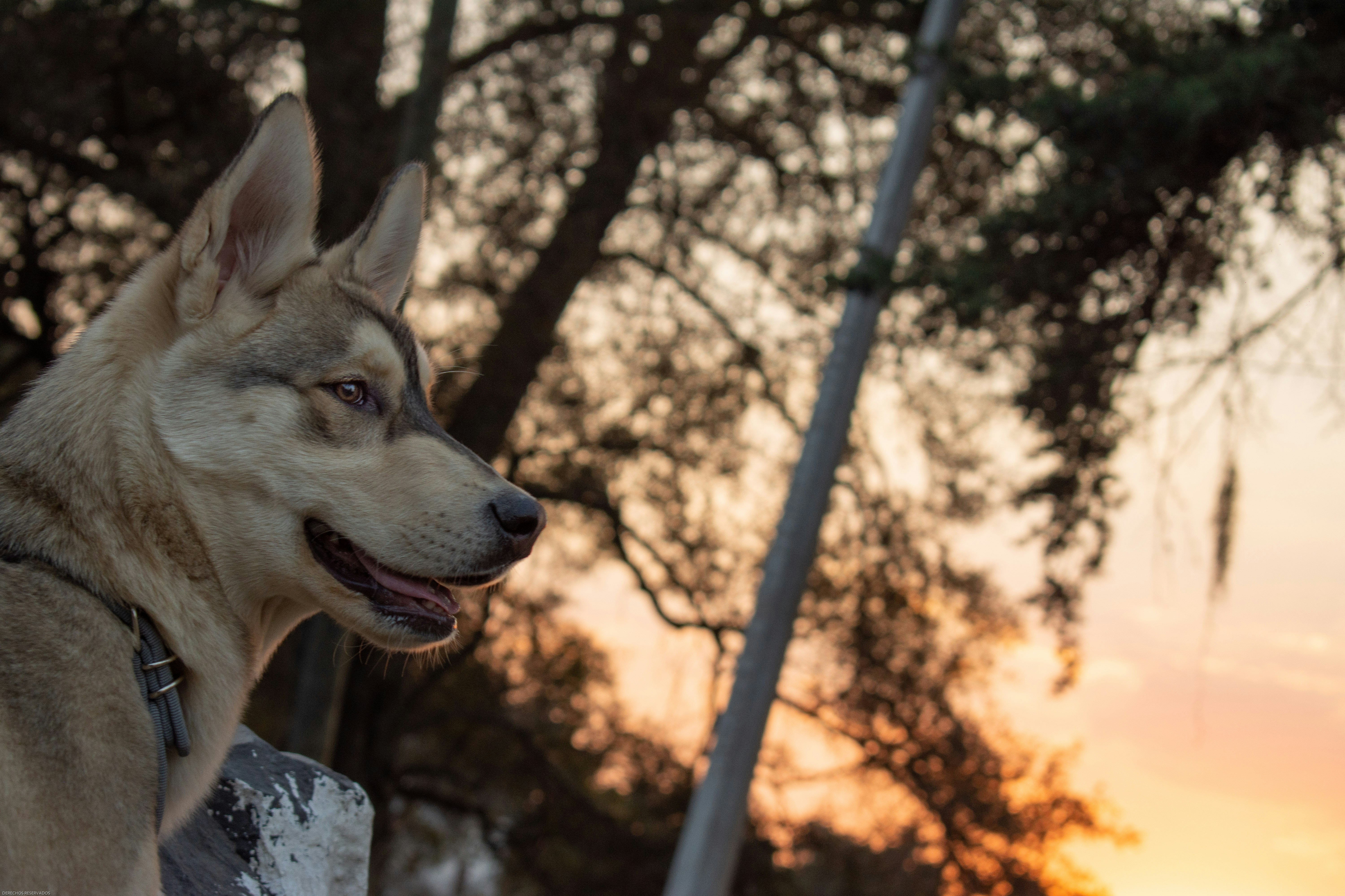 white and black tamaskan