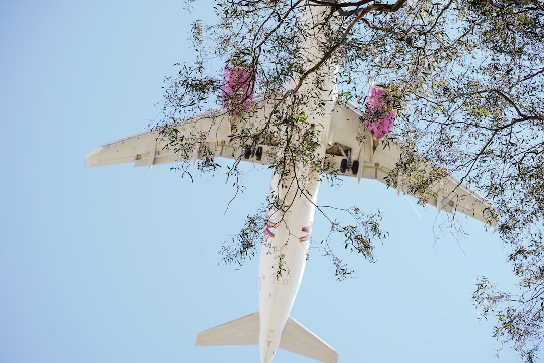 white and blue airplane flying over pink cherry blossom tree during daytime