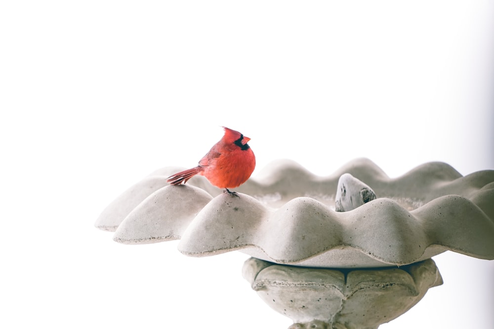 blue bird on gray flower