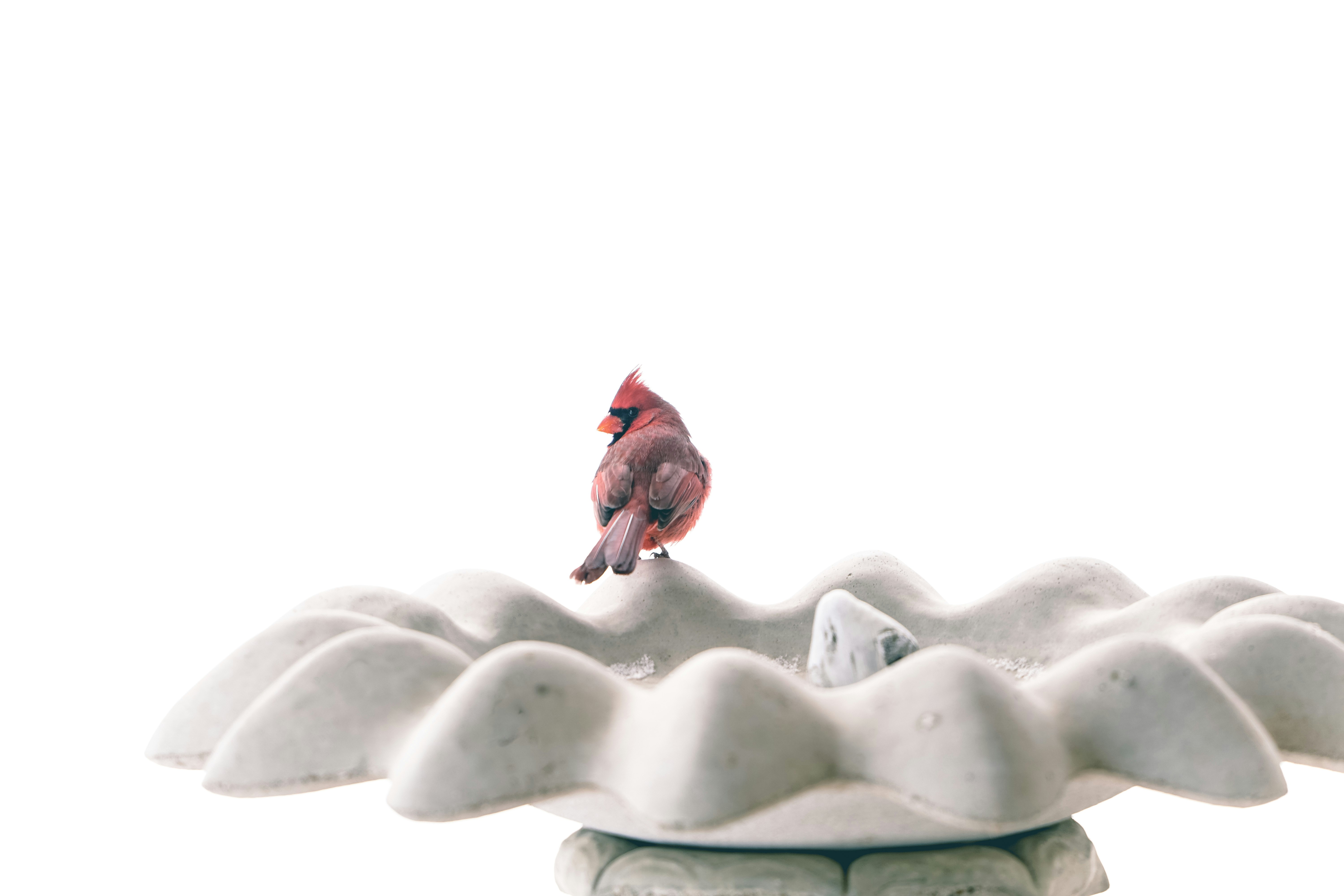 red bird on gray rose