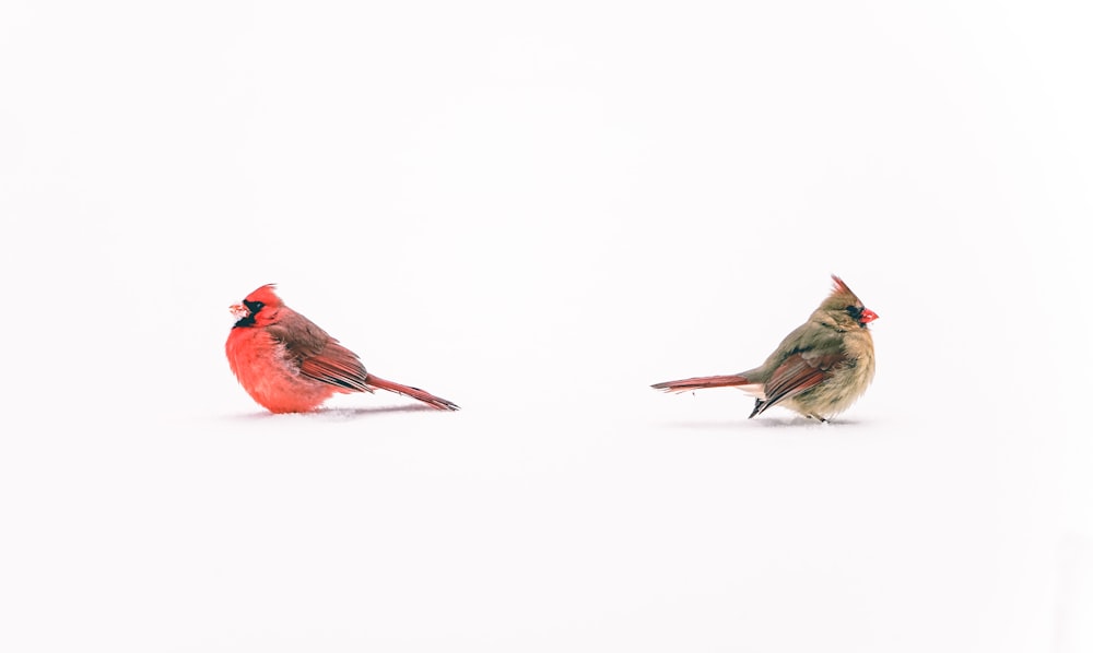 red cardinal bird on white surface