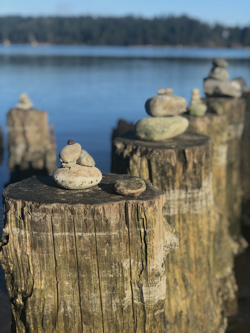 white and brown stone on brown wooden log