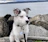 A white and gray puppy with striking blue eyes and fluffy fur sits by a rocky shoreline. The leash and collar are visible, and there is a calm body of water in the background, under an overcast sky.
