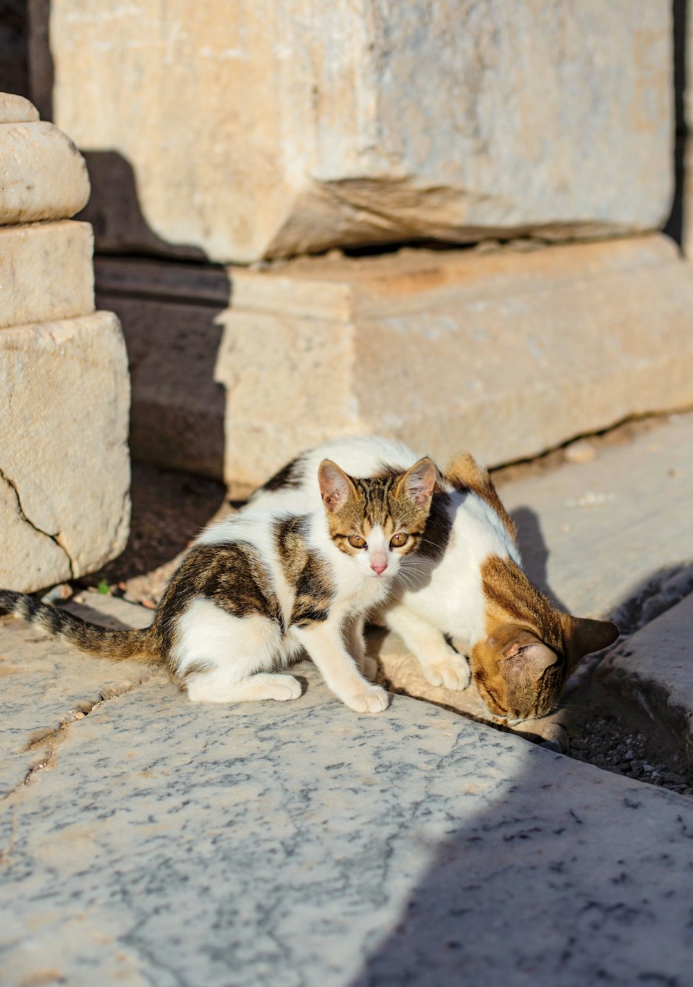 white and brown cat lying on concrete floor