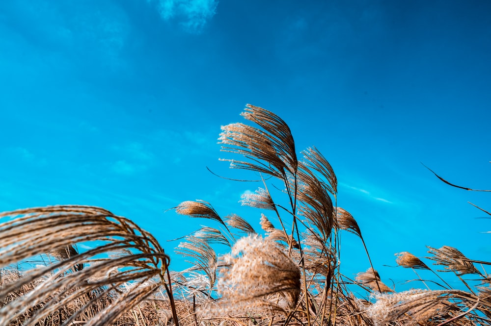 brown and green plants under blue sky