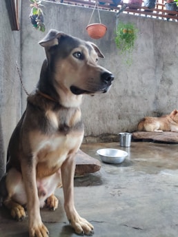 A large dog with a mix of beige and black fur sits indoors on a concrete floor. There is another dog resting on a mat in the background. Hanging planters with green foliage are visible above, along with a metal bucket and a silver pet food bowl on the ground.