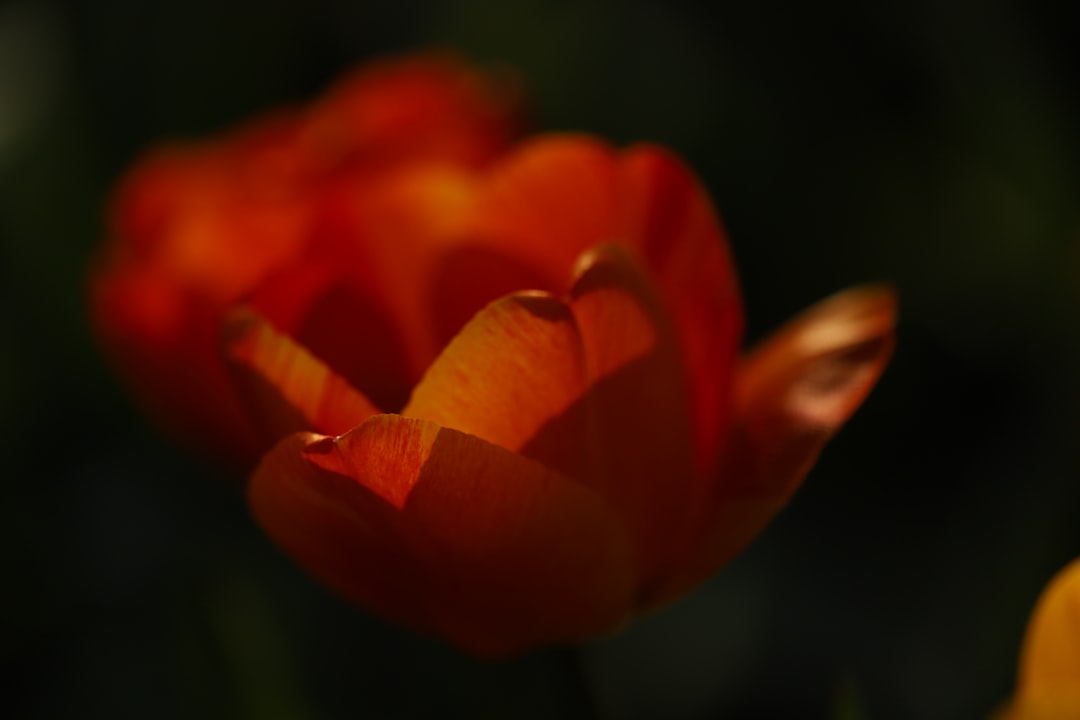 red tulip in bloom close up photo