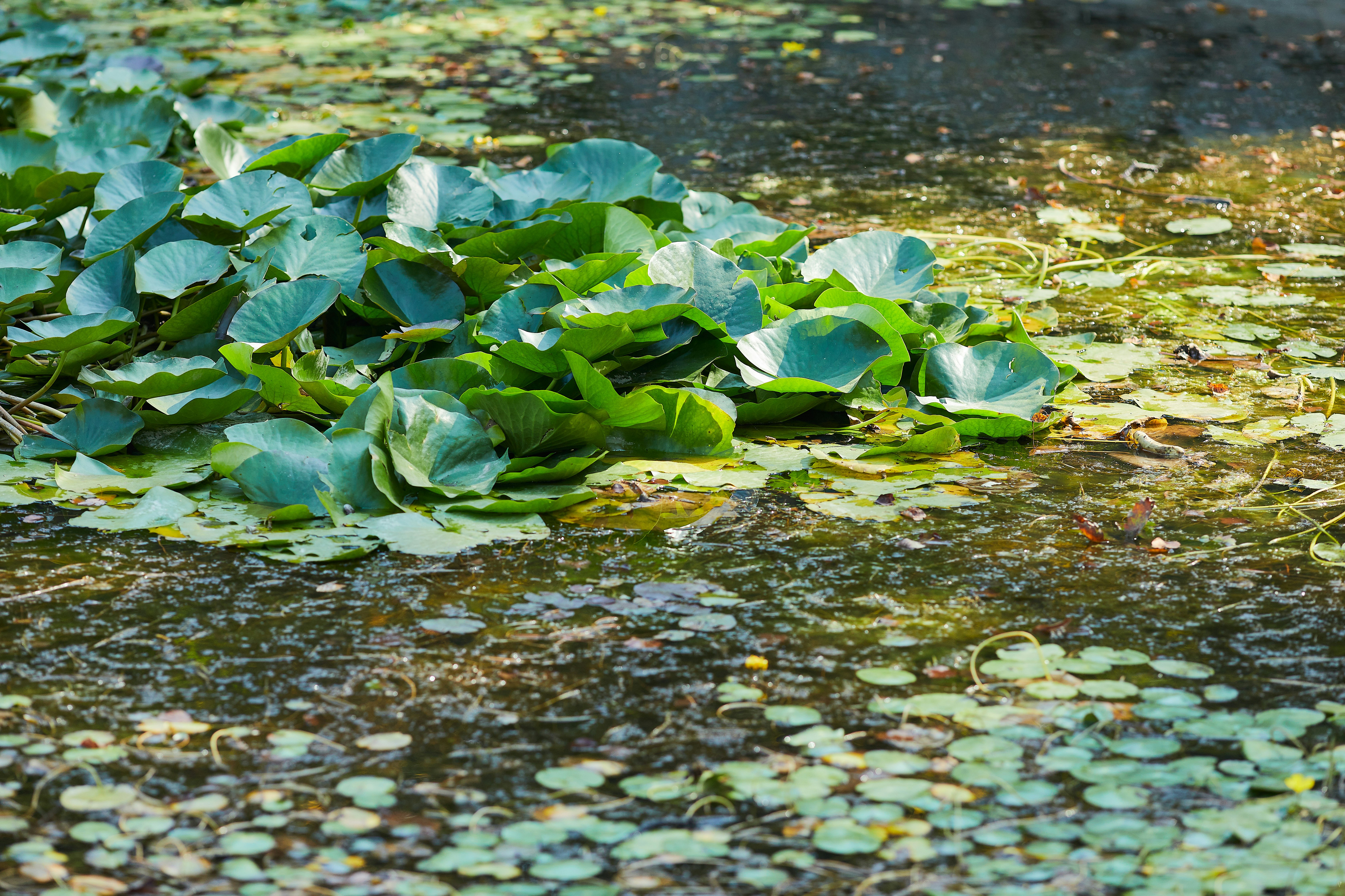 green leaves on water during daytime