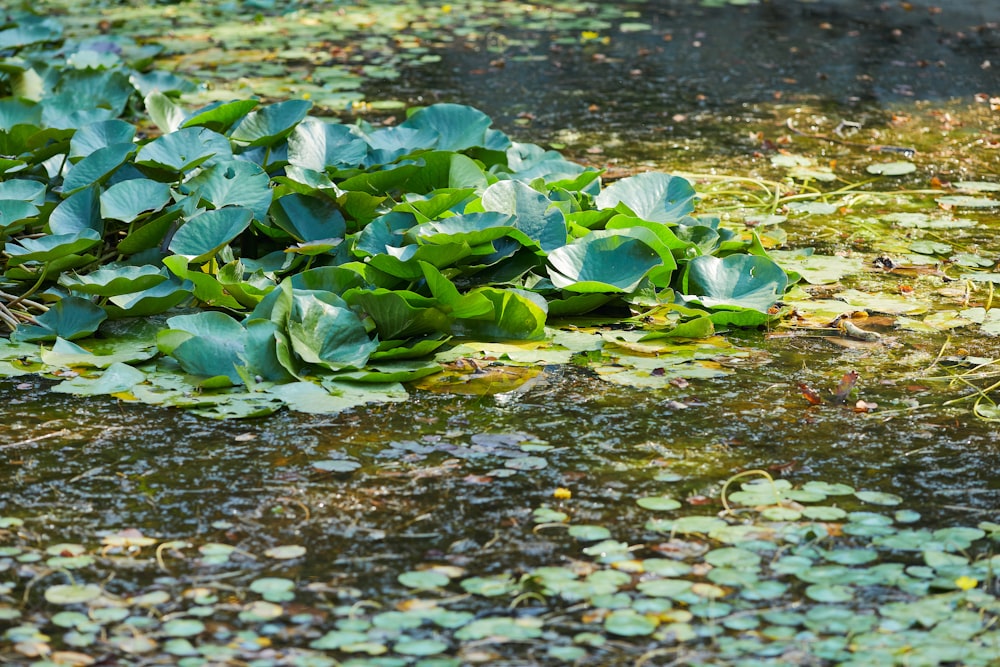 green leaves on water during daytime