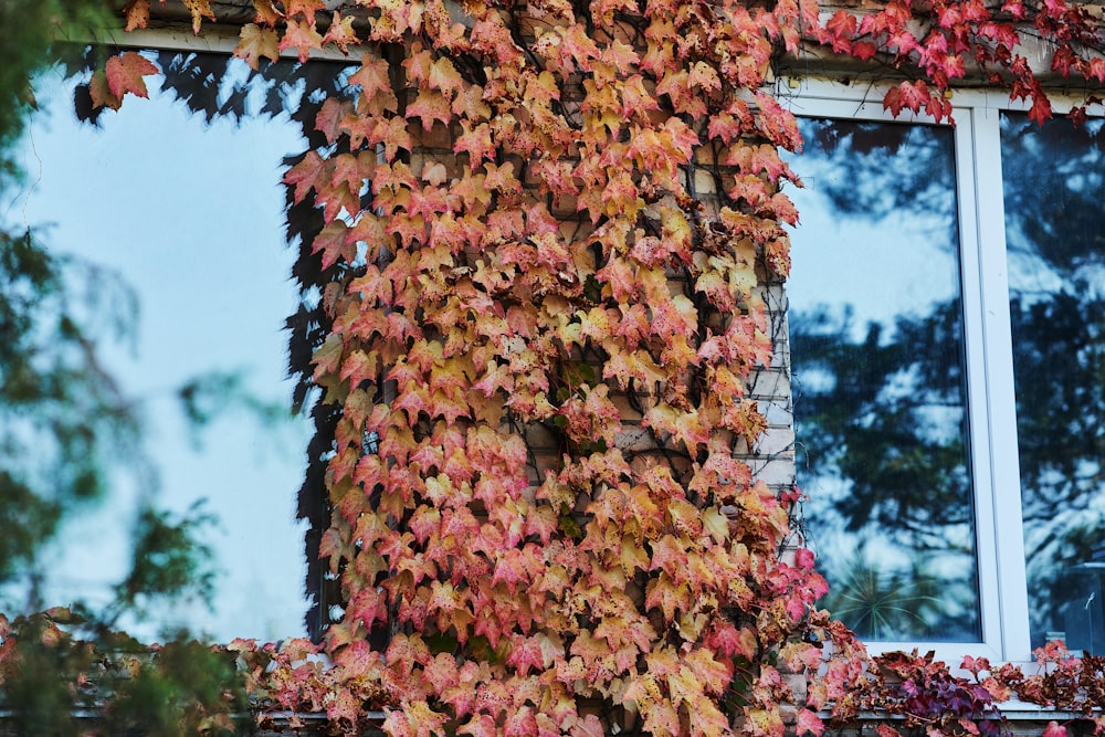 brown leaves on brown wooden tree