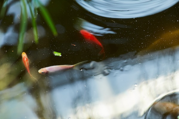 Red and white koi fish in water