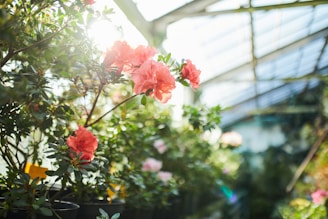 Sunlight streaming through greenhouse windows onto rows of vibrant vegetable plants.