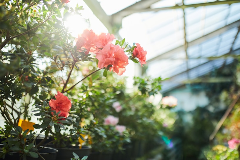 Sunlight streaming through greenhouse windows onto rows of vibrant vegetable plants.