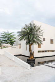 green palm tree near white concrete building