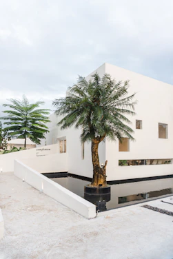 green palm tree near white concrete building