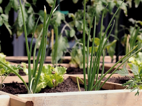 green plant on brown wooden pot