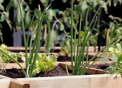 plant d'herbes aromatiques faciles