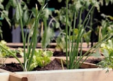 plant d'herbes aromatiques faciles