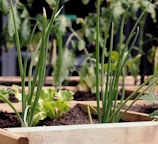 green plant on brown wooden pot