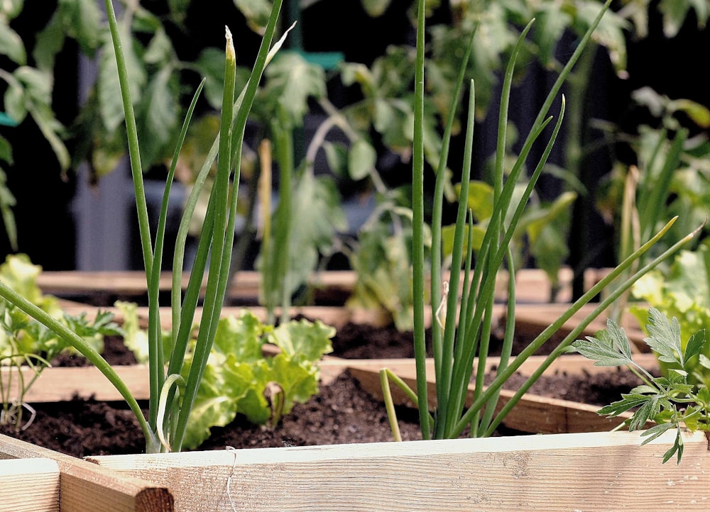 plante verte sur pot en bois brun