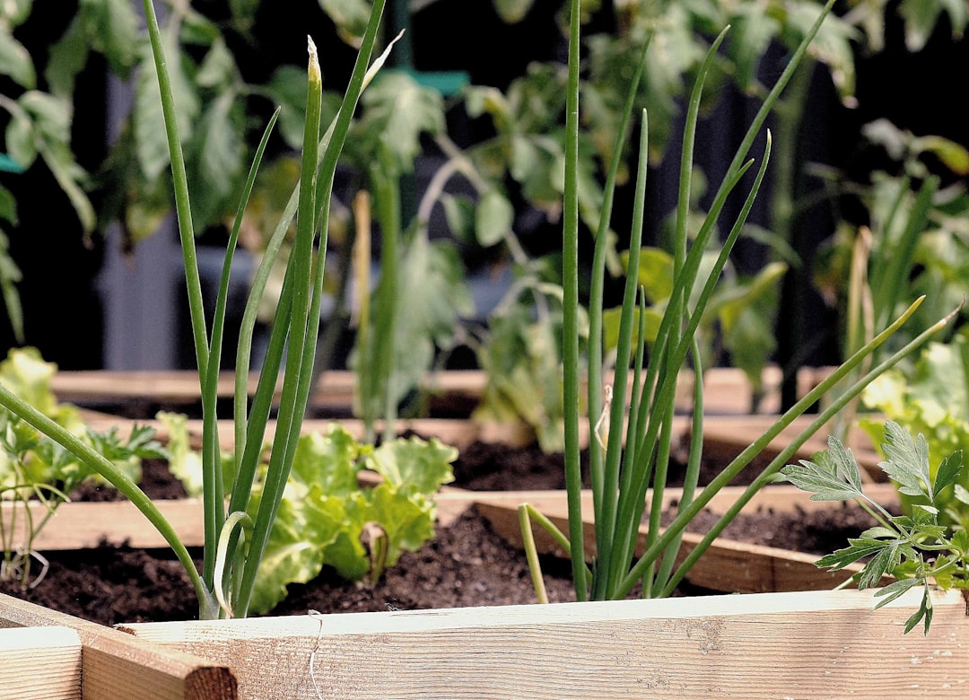 green plant on brown wooden pot, Kitchen garden