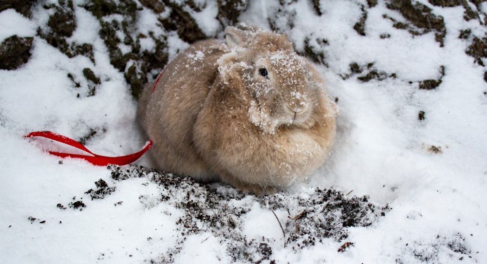 brown rabbit on snow covered ground