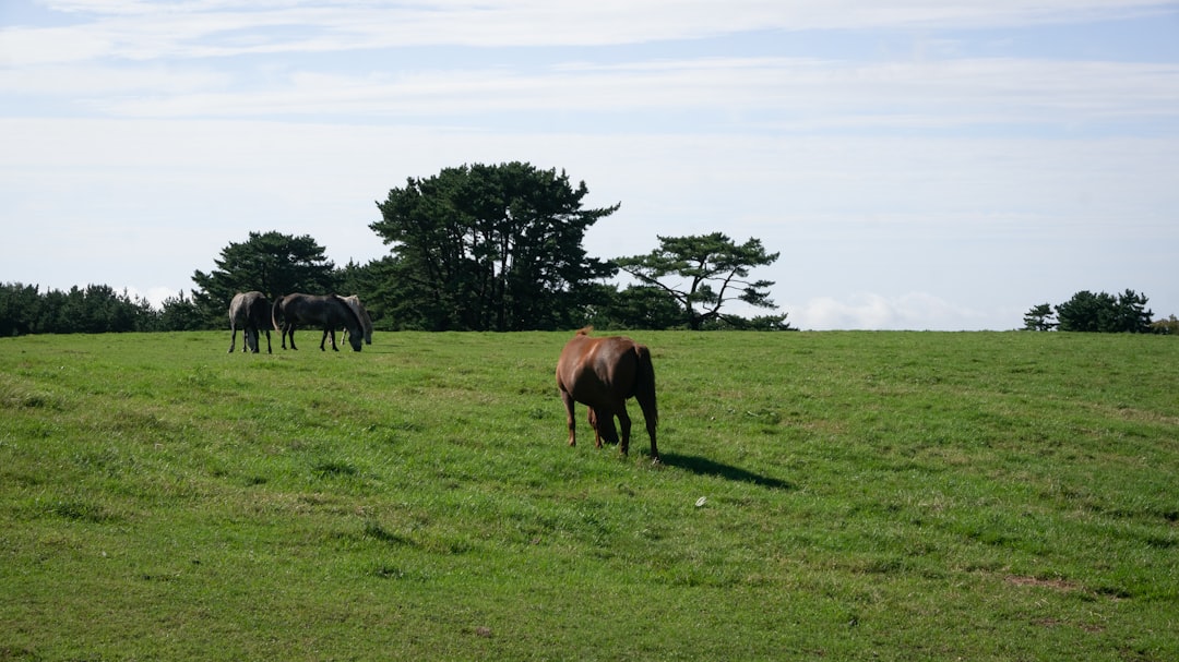 brown and black horses on green grass field during daytime