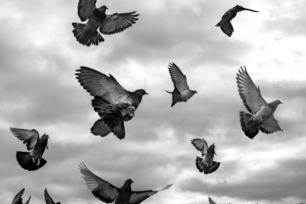 grayscale photo of flock of birds