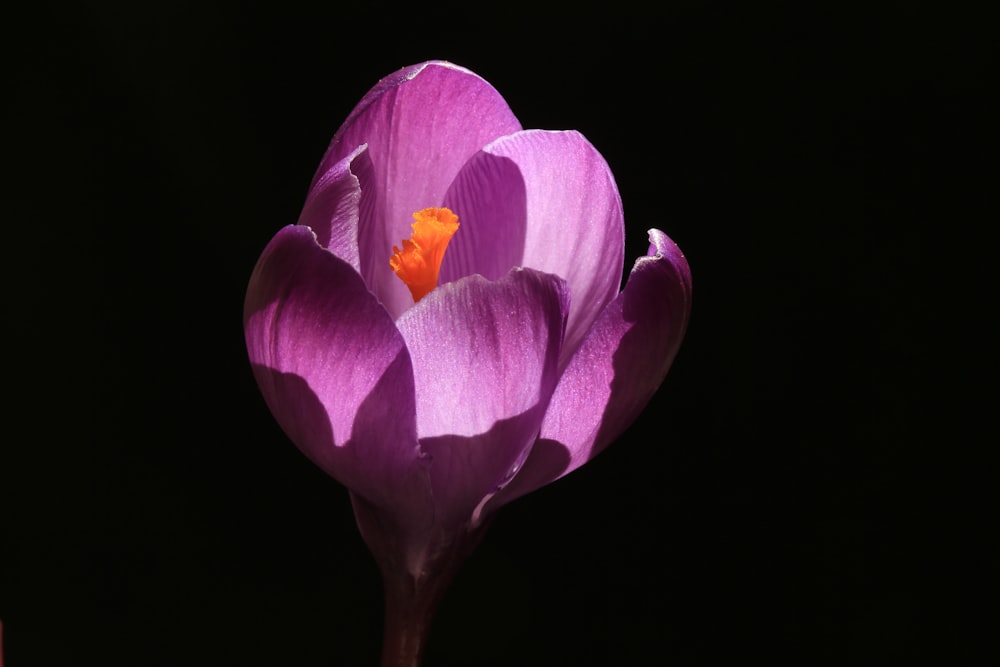 Un primer plano de una flor púrpura con un fondo negro