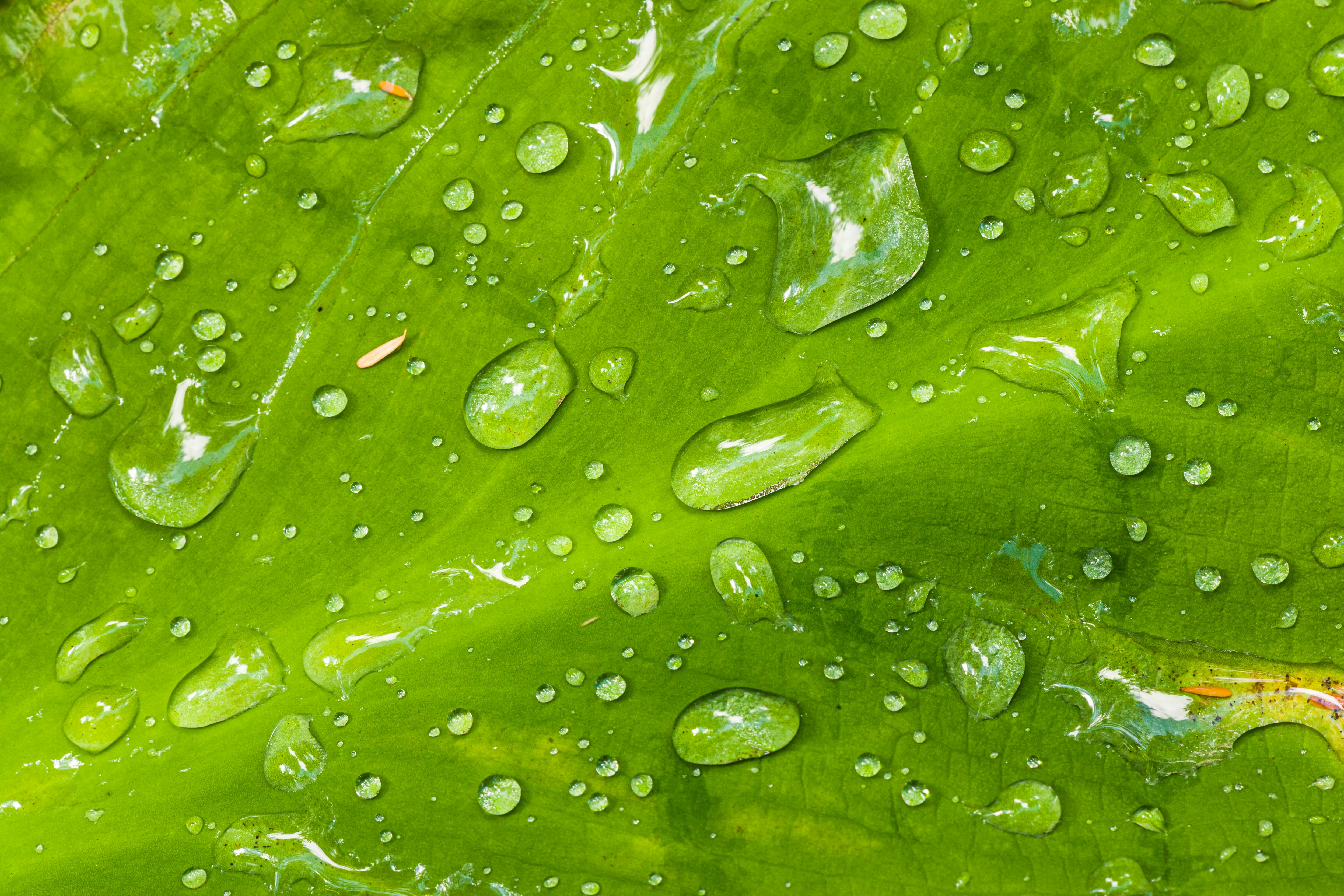 water droplets on green leaf