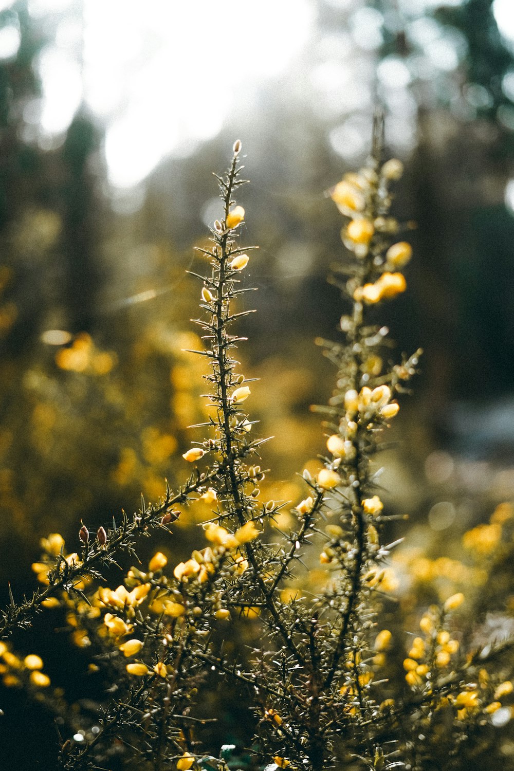 yellow flower in tilt shift lens