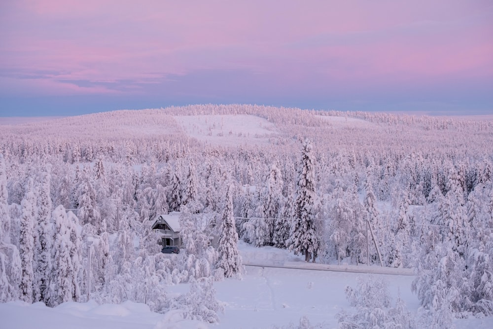 snow covered trees during daytime