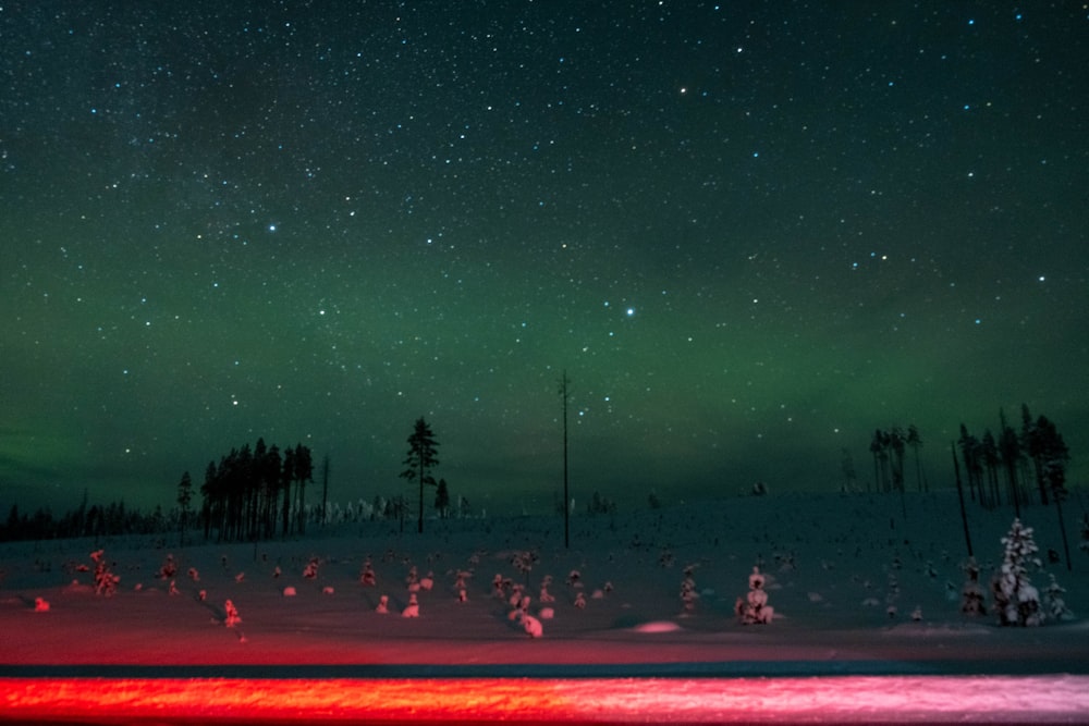 silhouette of trees under starry night