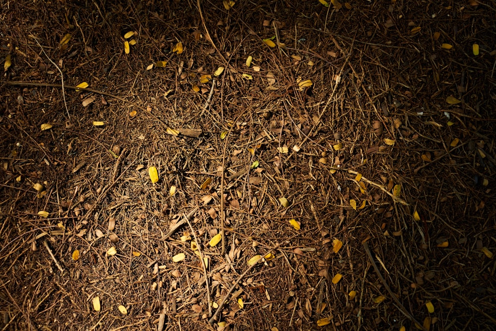 brown dried leaves on ground