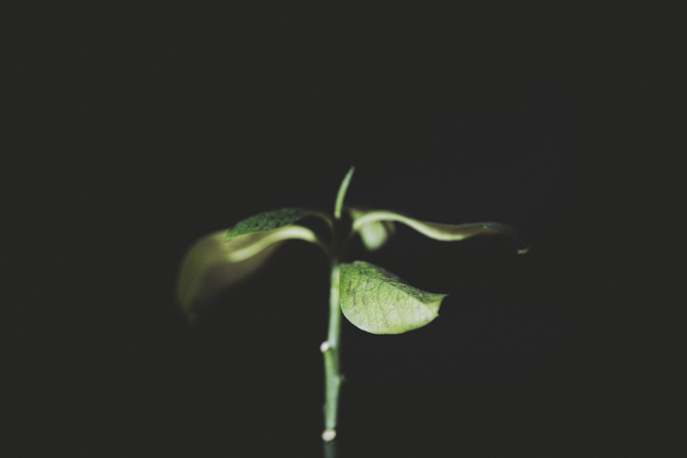 green leaf plant with black background